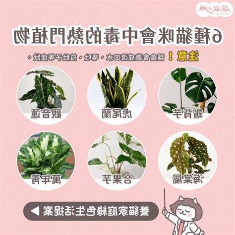 龜背竹 貓